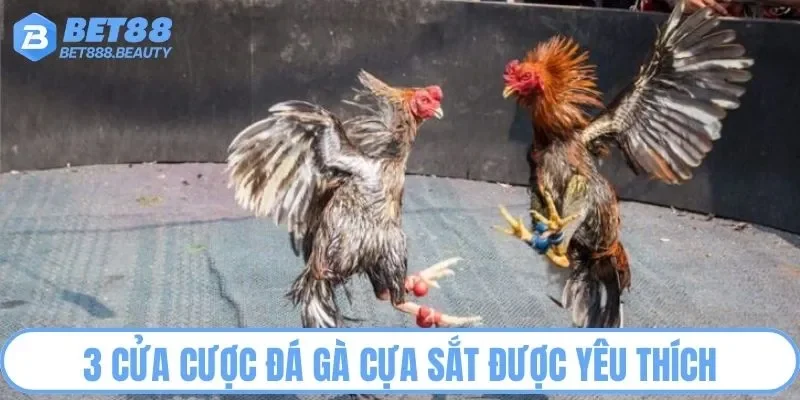 3 cửa cược đá gà cựa sắt được yêu thích