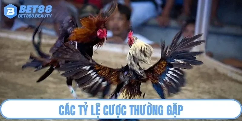 Các tỷ lệ cược thường gặp trong đá gà cựa dao