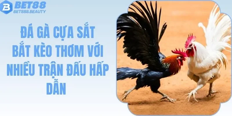Đá Gà Cựa Sắt - Bắt Kèo Cực Thơm Với Nhiều Trận Ác Chiến