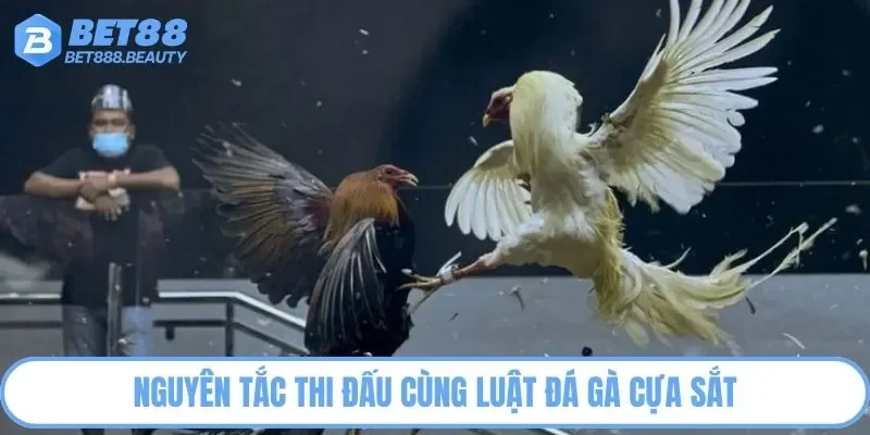 Nguyên tắc thi đấu cùng luật đá gà cựa sắt