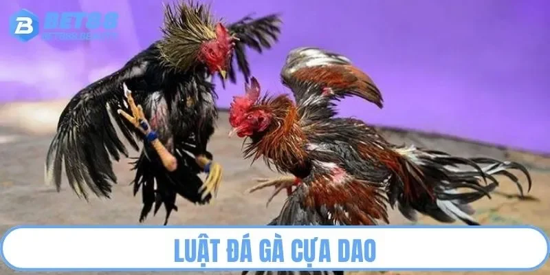 Quy tắc chung trong đá gà cựa dao 