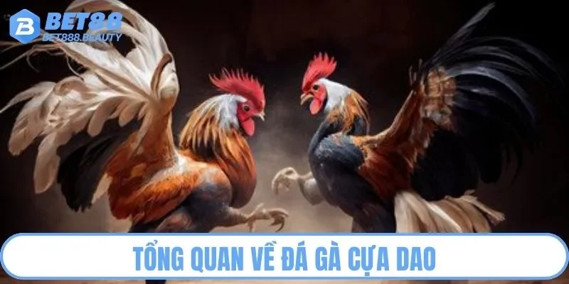 Tổng quan đá gà cựa dao