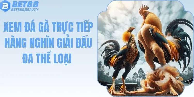 Xem Đá Gà Trực Tiếp - Cập Nhật Một Loạt Trận Đấu Nổi Bật