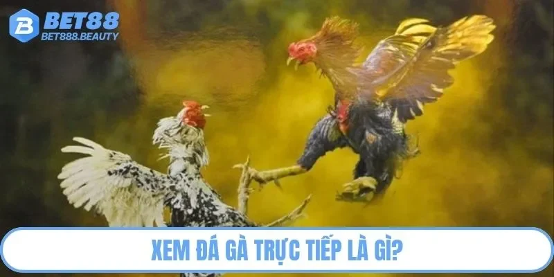 Xem trực tiếp đá gà là như thế nào?