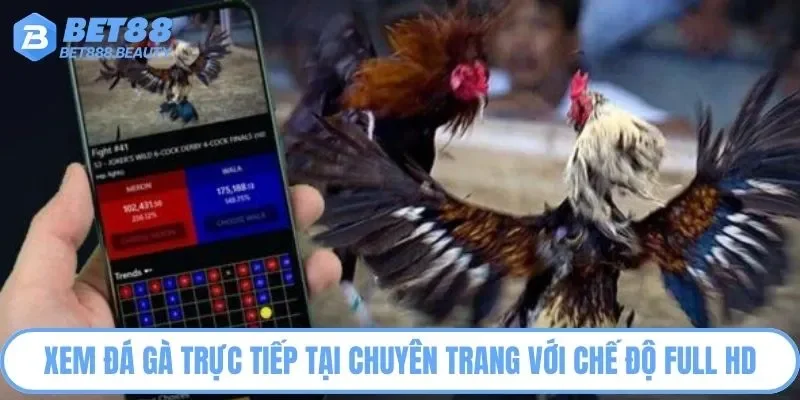 Xem đá gà trực tiếp tại chuyên trang với chế độ full HD
