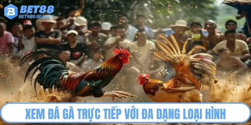 Xem đá gà trực tiếp với đa dạng loại hình
